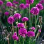 Armeria plante vivace floraison conseils culture entretien et variétés Close-up of bright pink sea thrift (Armeria maritima) flowers blooming in a lush green garden setting.