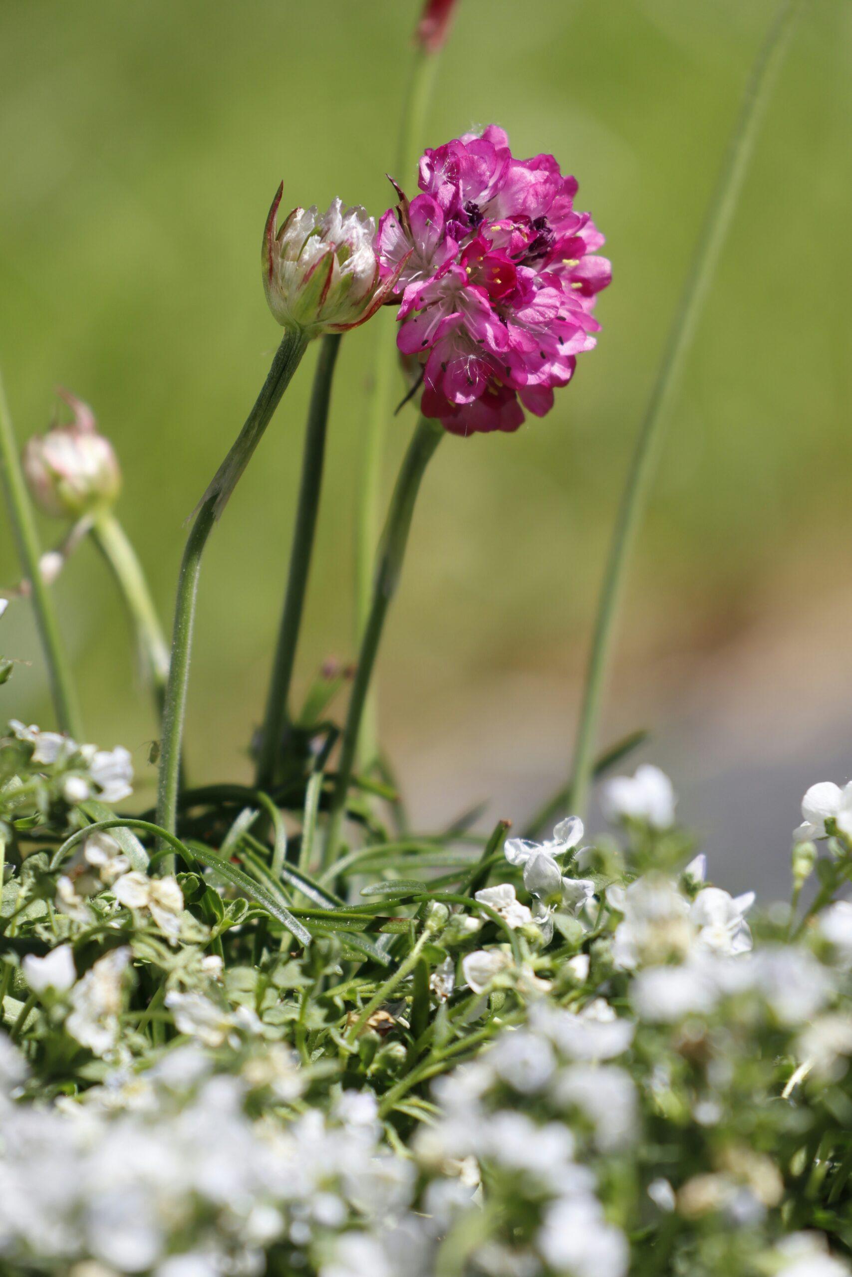 Une floraison en boule, comme un petit feu d’artifice végétal