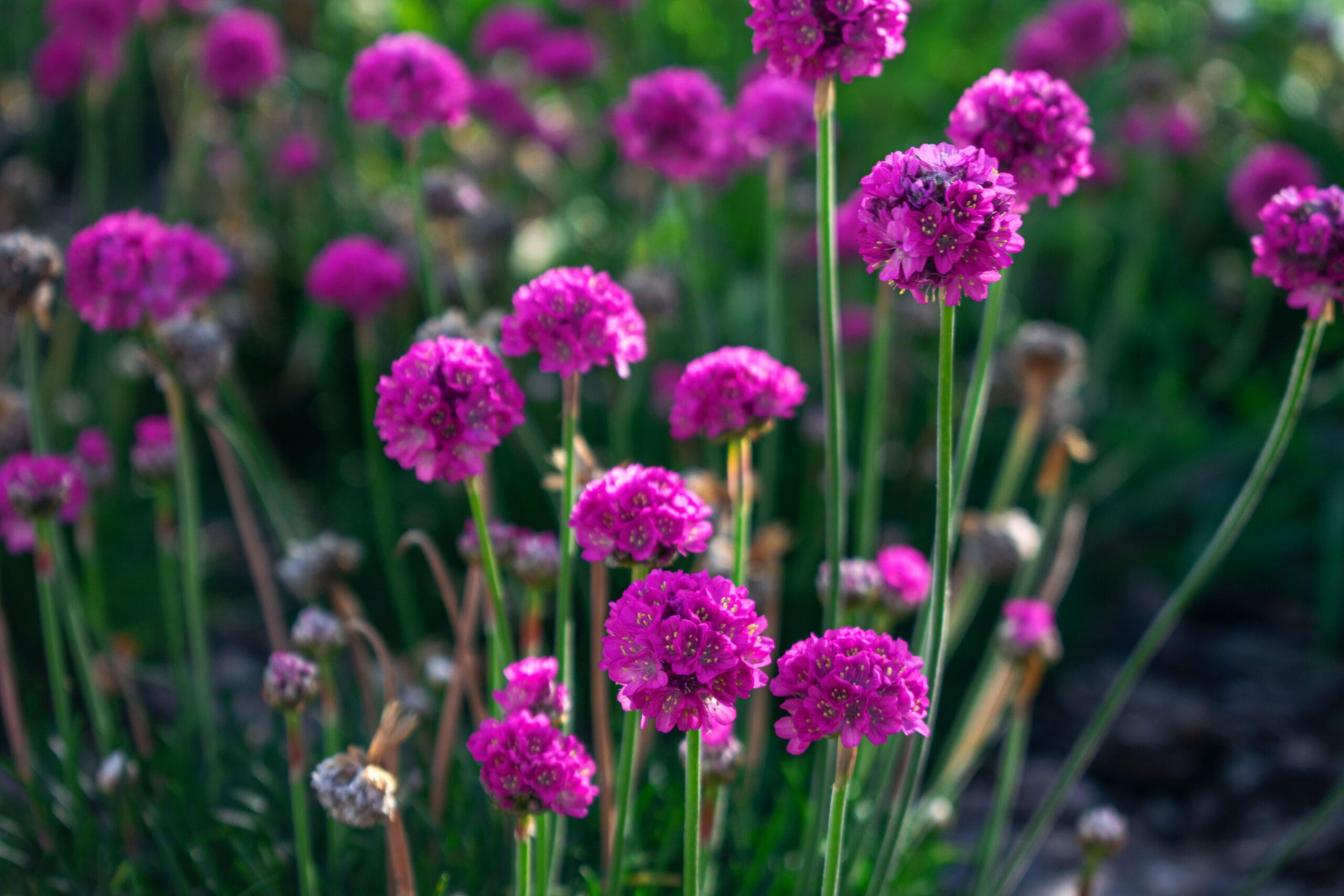 Close-up of bright pink sea thrift (Armeria maritima) flowers blooming in a lush green garden setting.