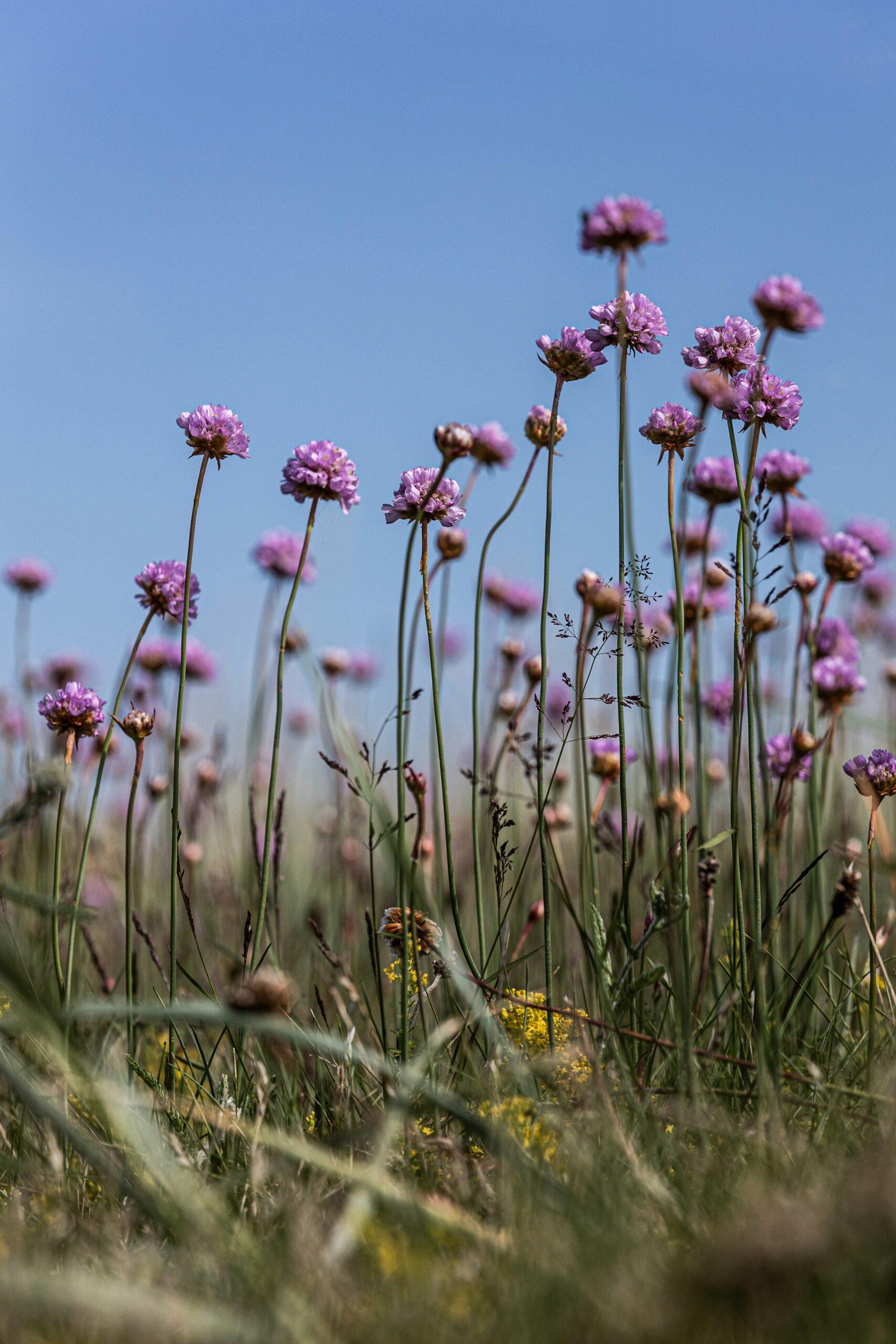 Armeria, la boule de fleurs qui aime les sols bien drainés