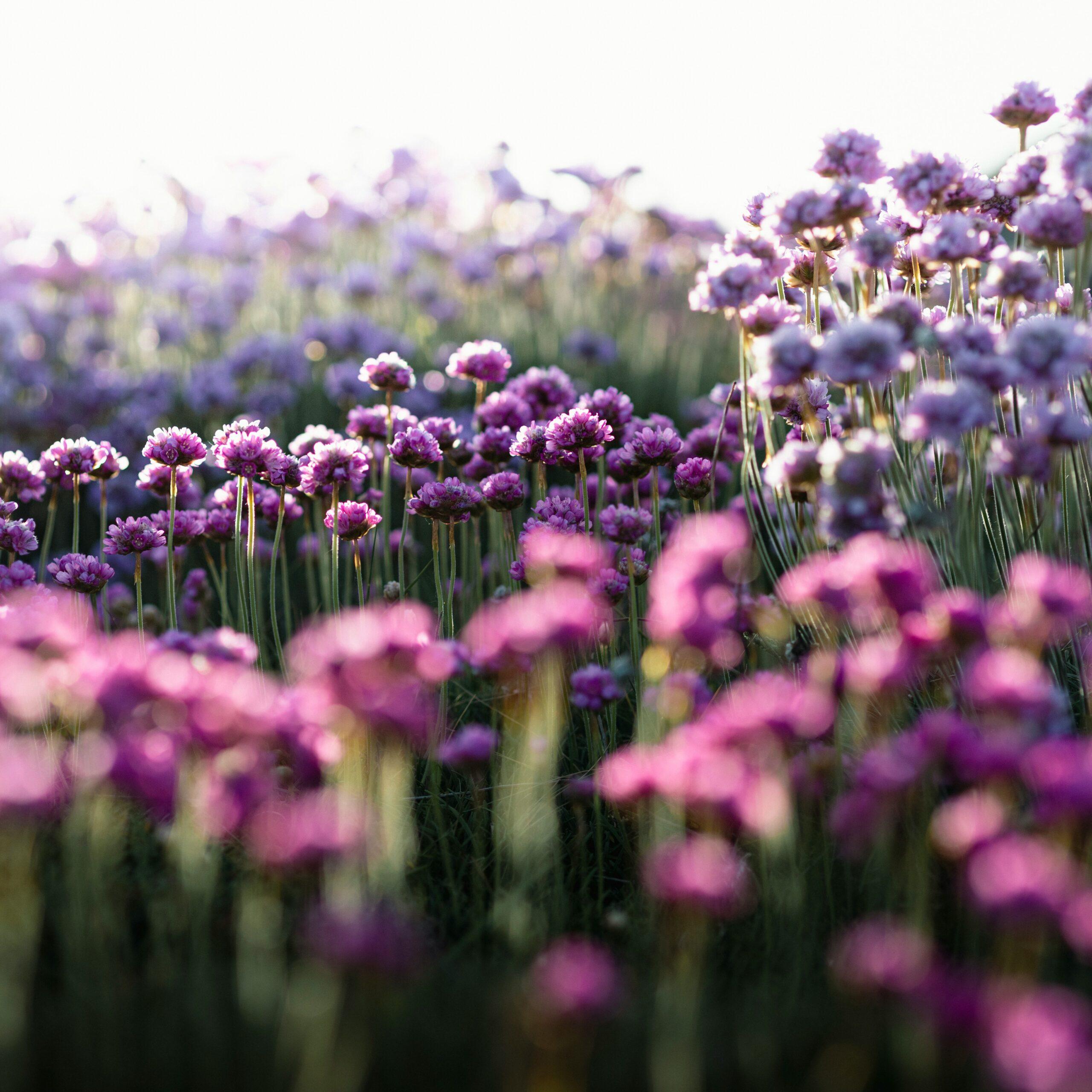 Les familles de l’armeria : petites cousines, grands effets