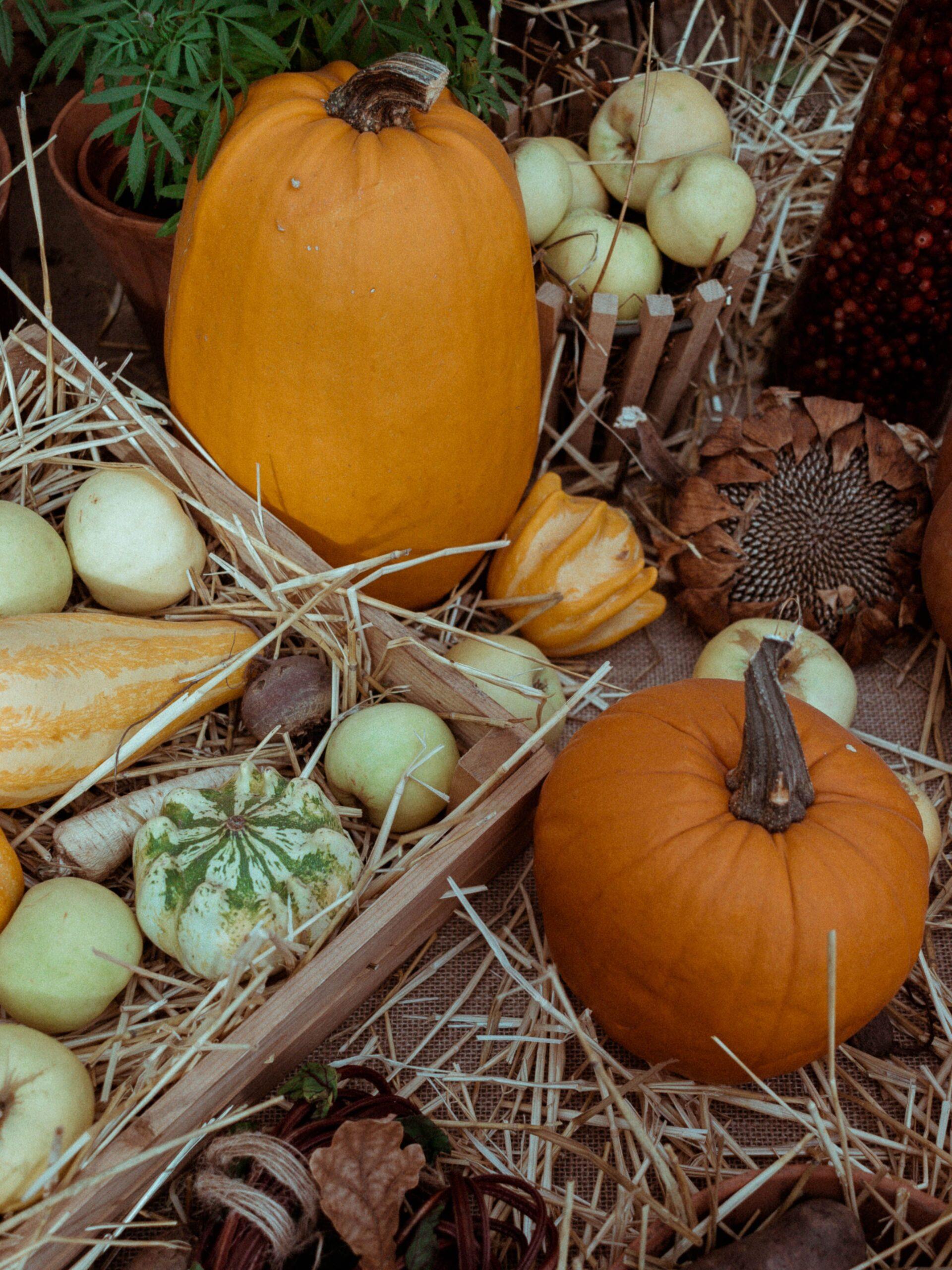 Au potager, l’automne ne sert pas qu’à fermer le bal