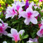 Azalée: variétés modernes et conseils d’entretien pour fleurs splendides Beautiful pink azaleas blooming in a Tokyo garden, showcasing vibrant spring colors.