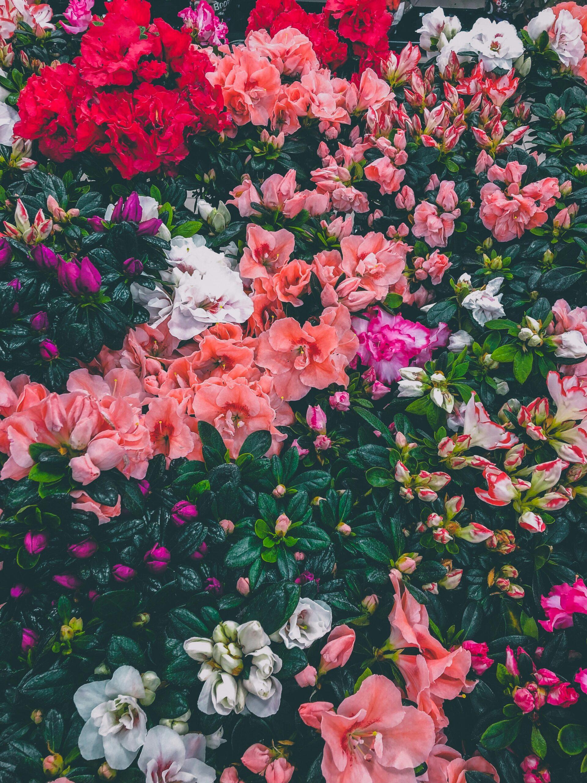 Azalée : une floraison de caractère, même en intérieur