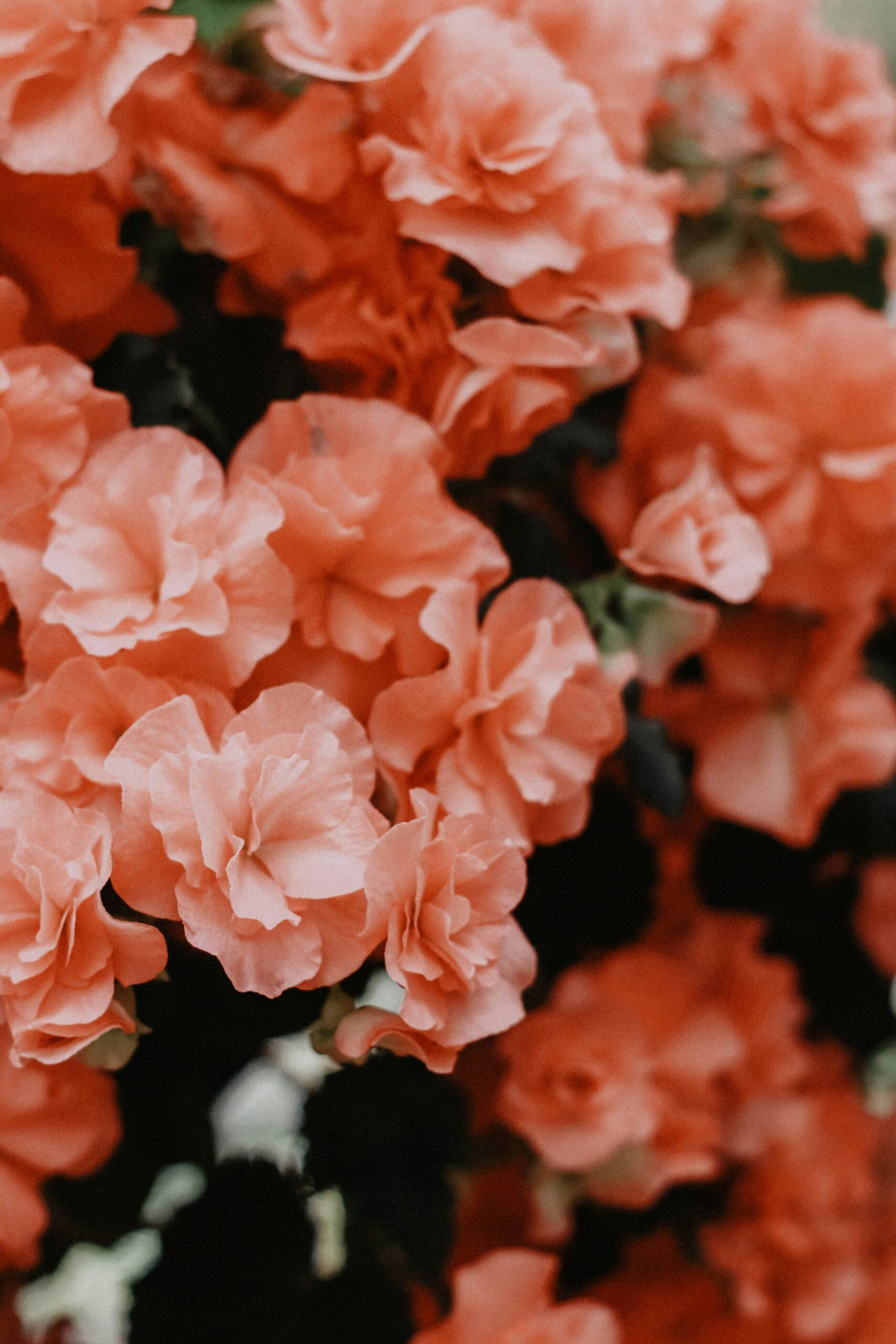 Des racines de rhododendron, pas juste une “jolie plante”