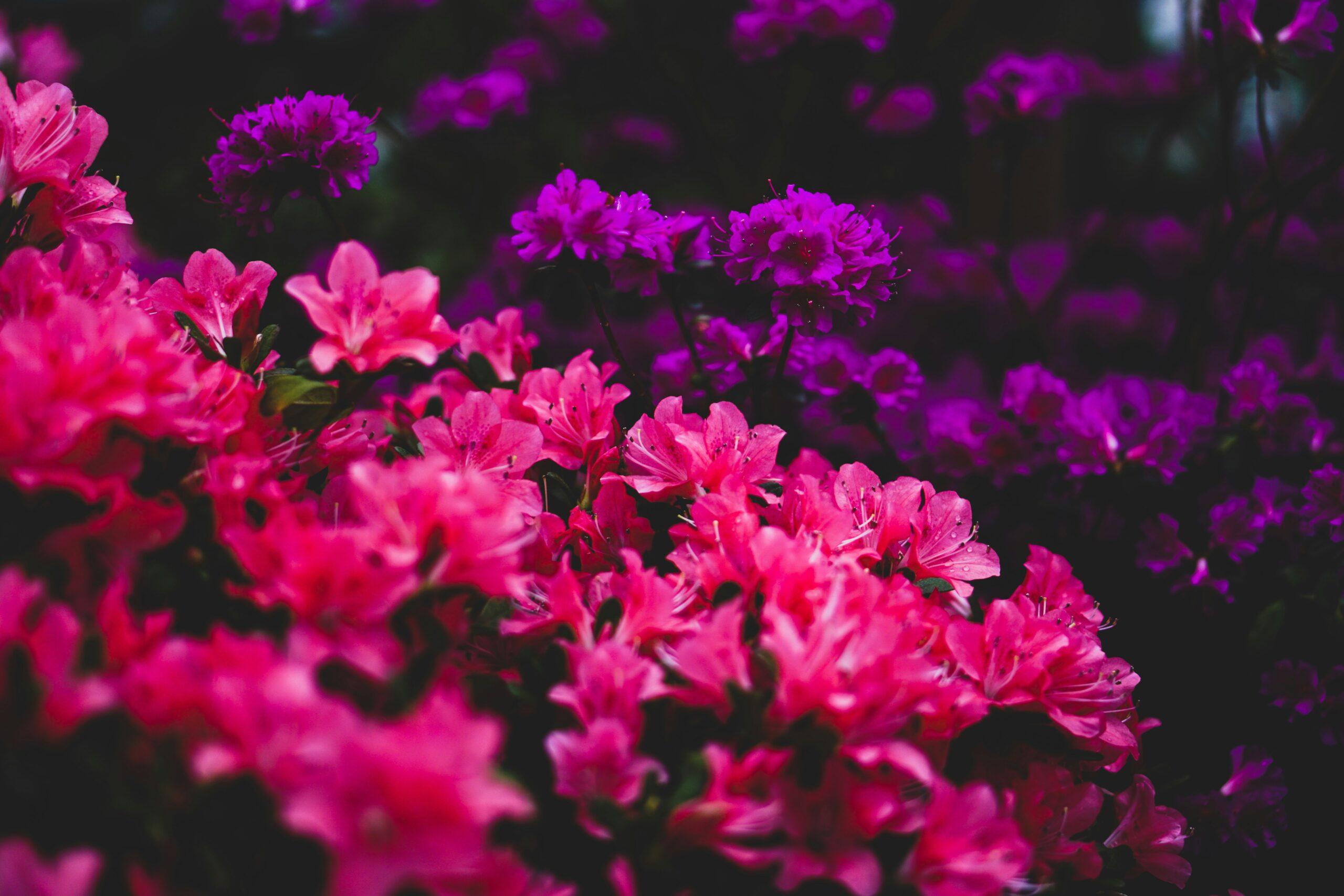 Variétés en fleurs : la palette sans s’y perdre