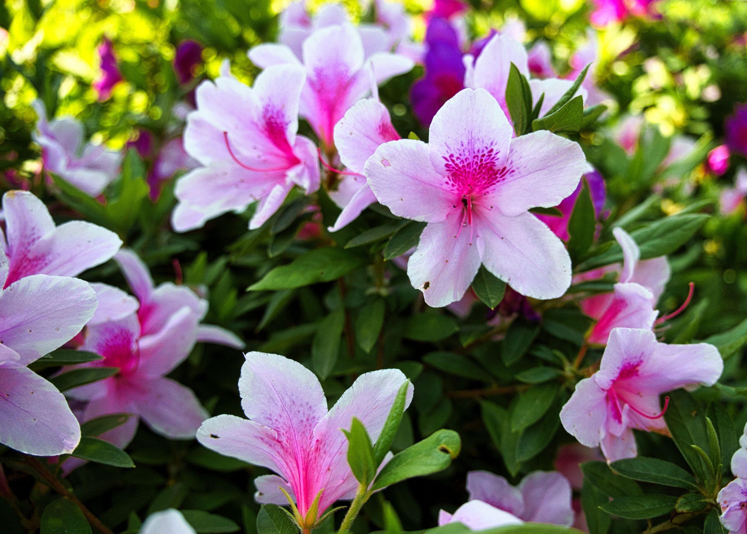 Beautiful pink azaleas blooming in a Tokyo garden, showcasing vibrant spring colors.