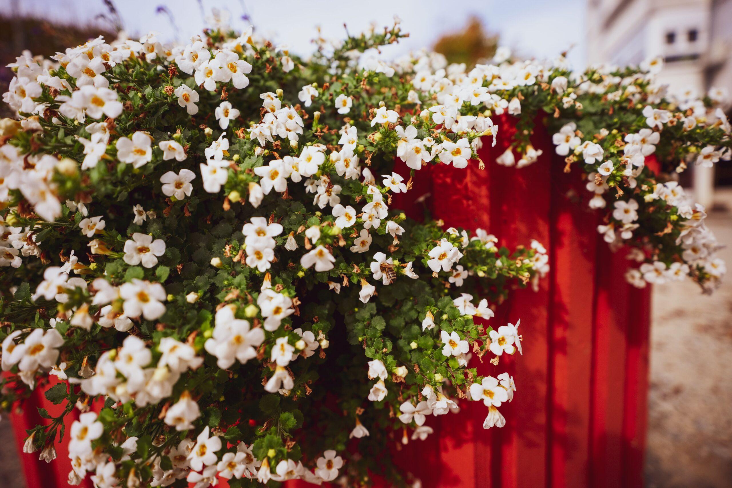 Bacopa : un nuage de fleurs pour le jardin, les balcons et les suspensions