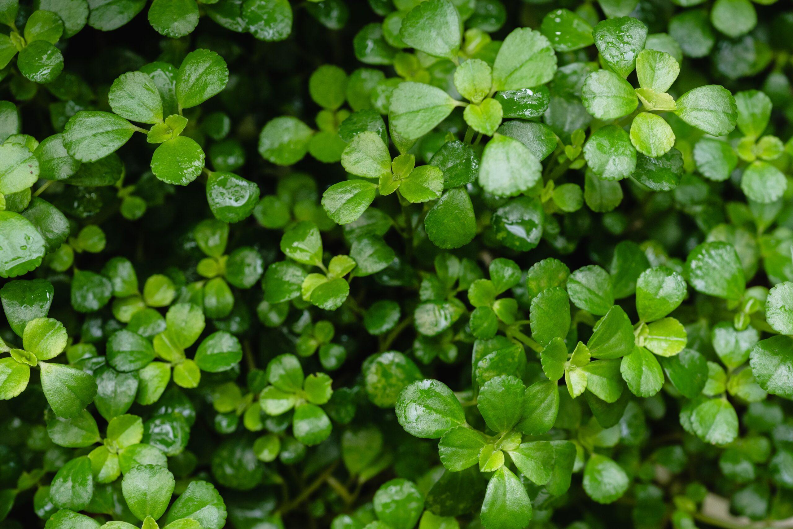Semis du bacopa : le bon tempo, sans se planter