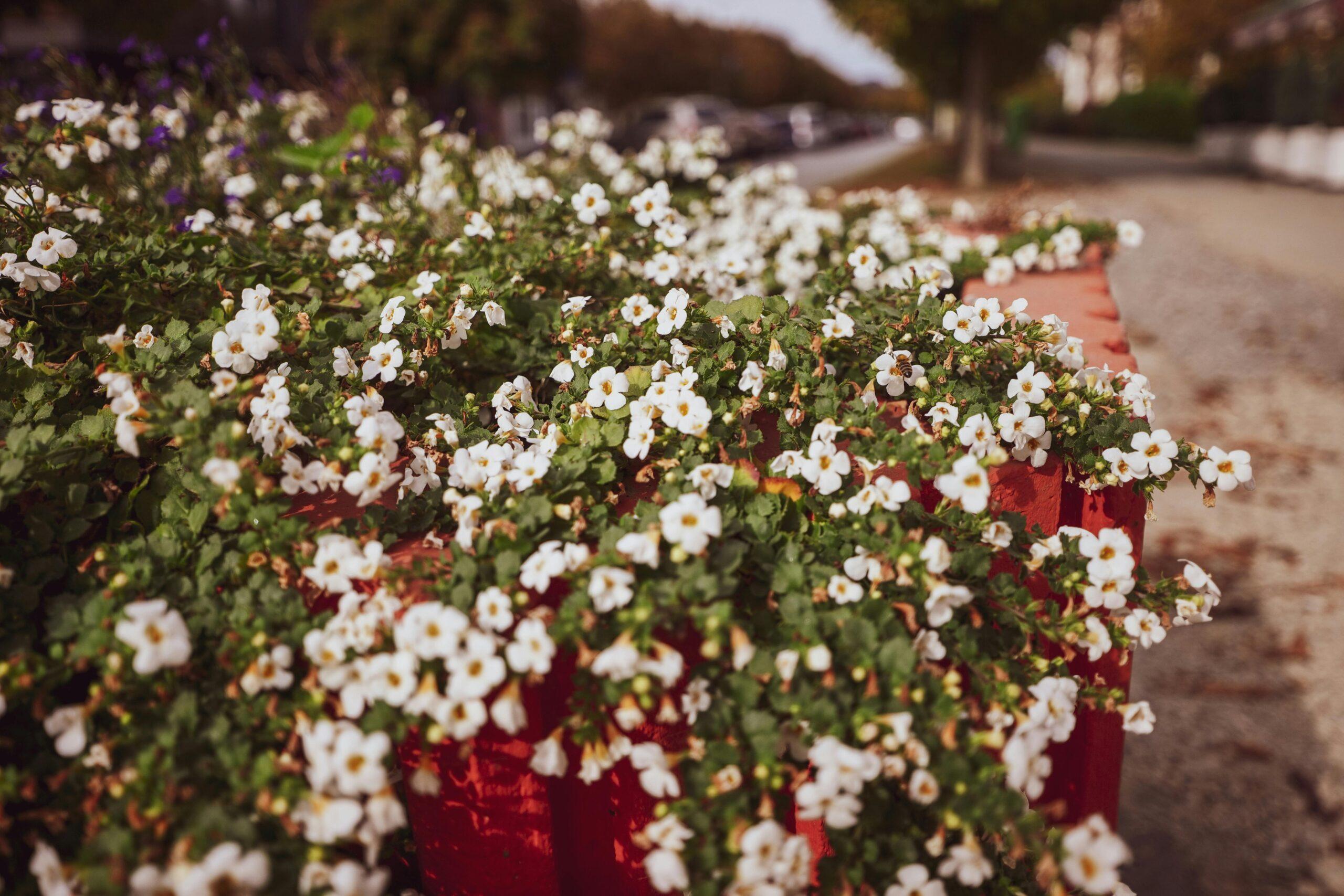 Un rideau de fleurs, version bacopa