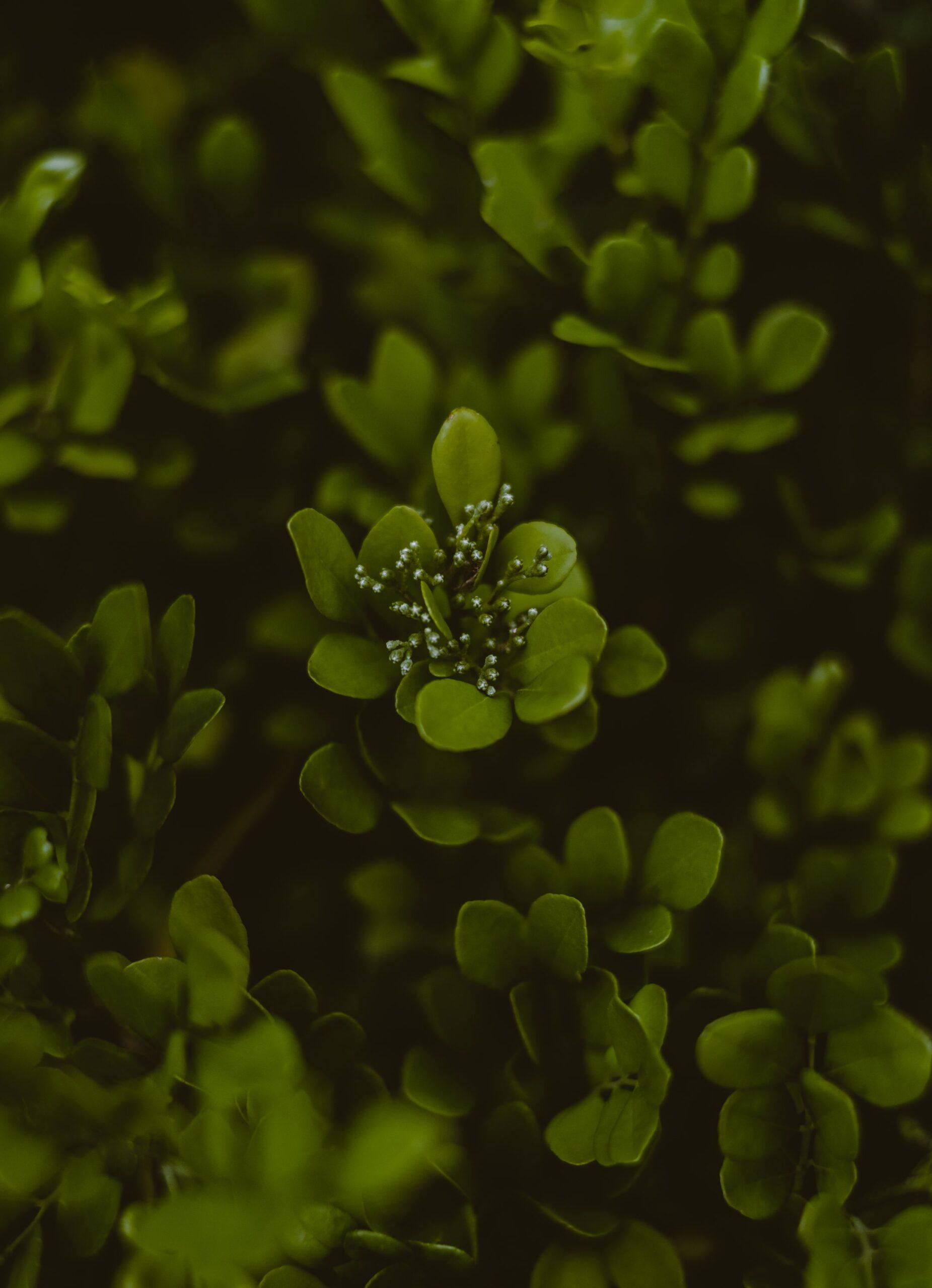 Variétés en fleurs et en couleurs