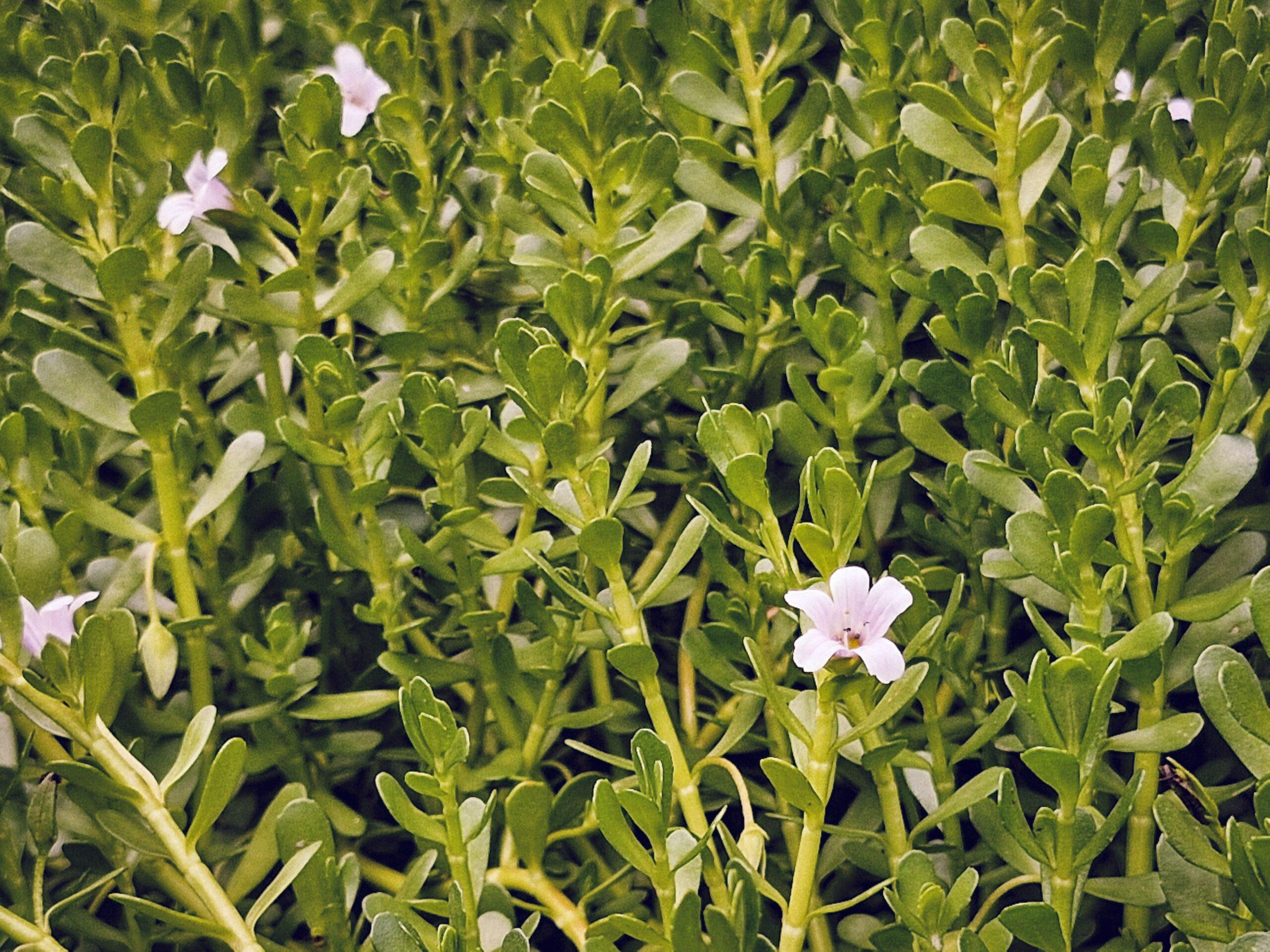 Vibrant Bacopa plant with small white flowers. Ideal for gardens and wellness themes.