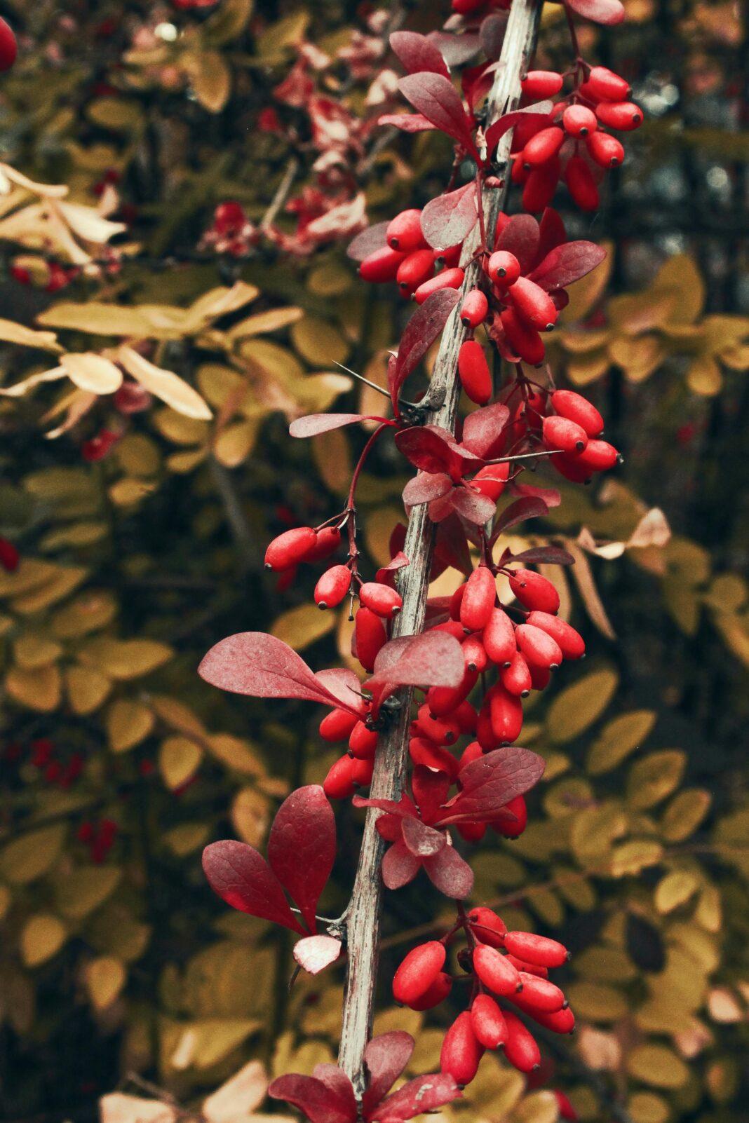 Close-up of vivid red barberry berries on shrub with autumn foliage in Ukraine.