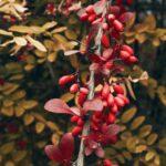 Epine vinette planter entretenir et choisir les varietes Close-up of vivid red barberry berries on shrub with autumn foliage in Ukraine.