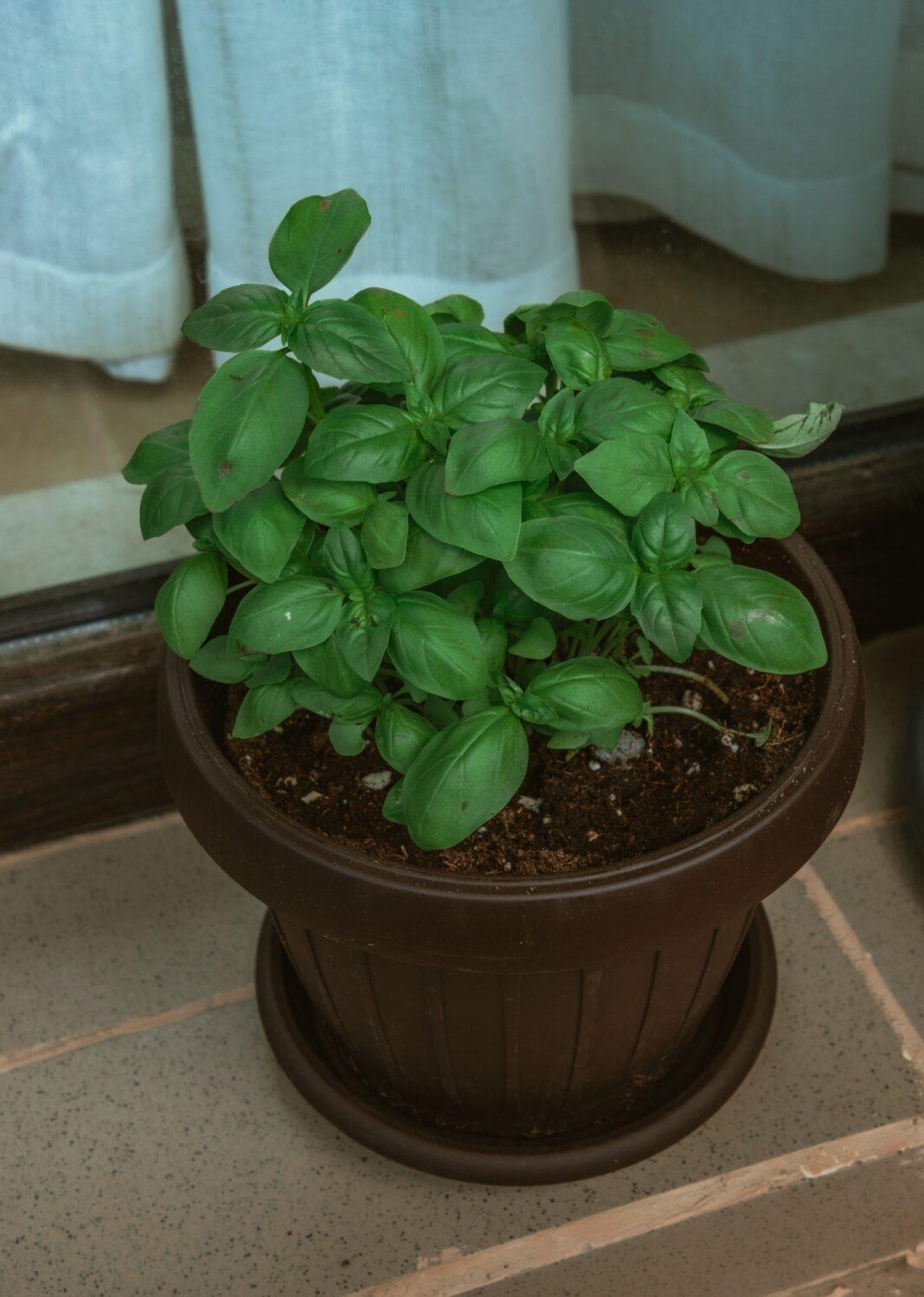 Close-up of a lush green basil plant in a brown pot, perfect for culinary and herbal uses.