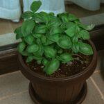 Basilic Facile a Cultiver Chez Soi Varietes Astuces Plantation Close-up of a lush green basil plant in a brown pot, perfect for culinary and herbal uses.