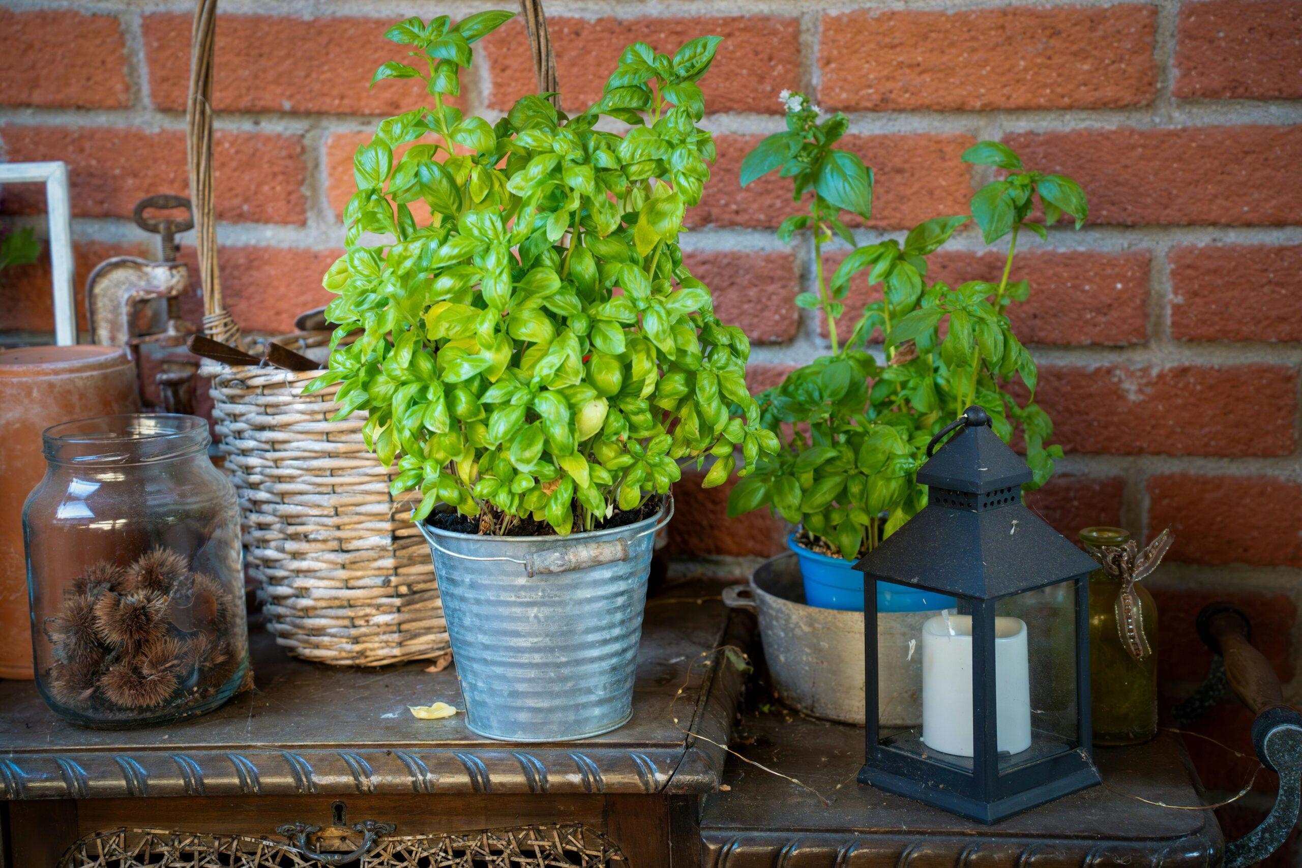 Basilic : l’aromatique qui met le potager au parfum, même sur un rebord de fenêtre