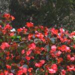 Bégonia: histoire, espèces, culture et conseils pour le réussir Bright red begonias bloom vibrantly against the textured tree bark in İstanbul's serene garden setting.