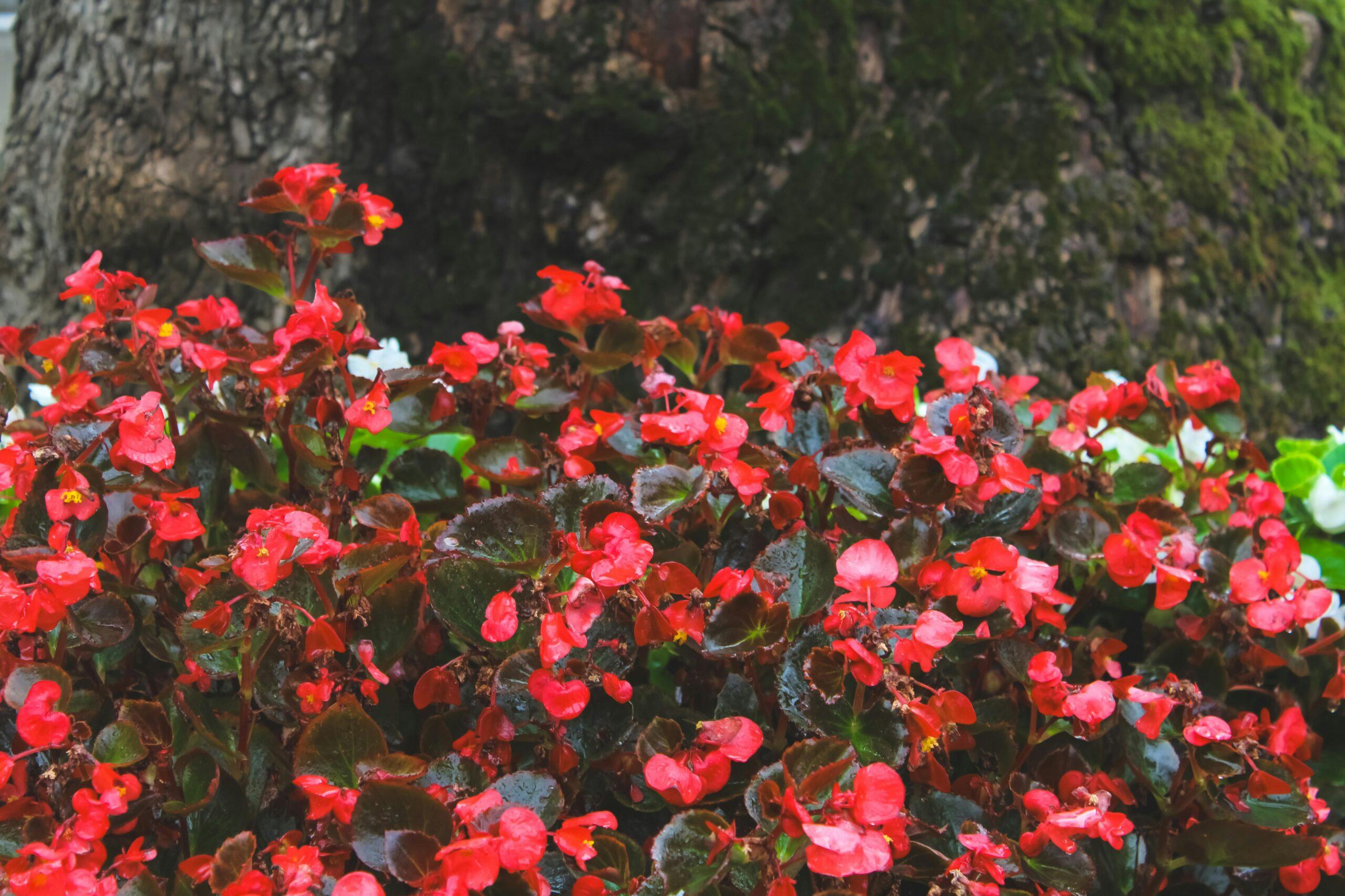 Bright red begonias bloom vibrantly against the textured tree bark in İstanbul's serene garden setting.