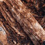 Cancer noir du pommier: symptômes, causes et traitement prévention Detailed image of a decaying wooden log showing texture and natural decay.
