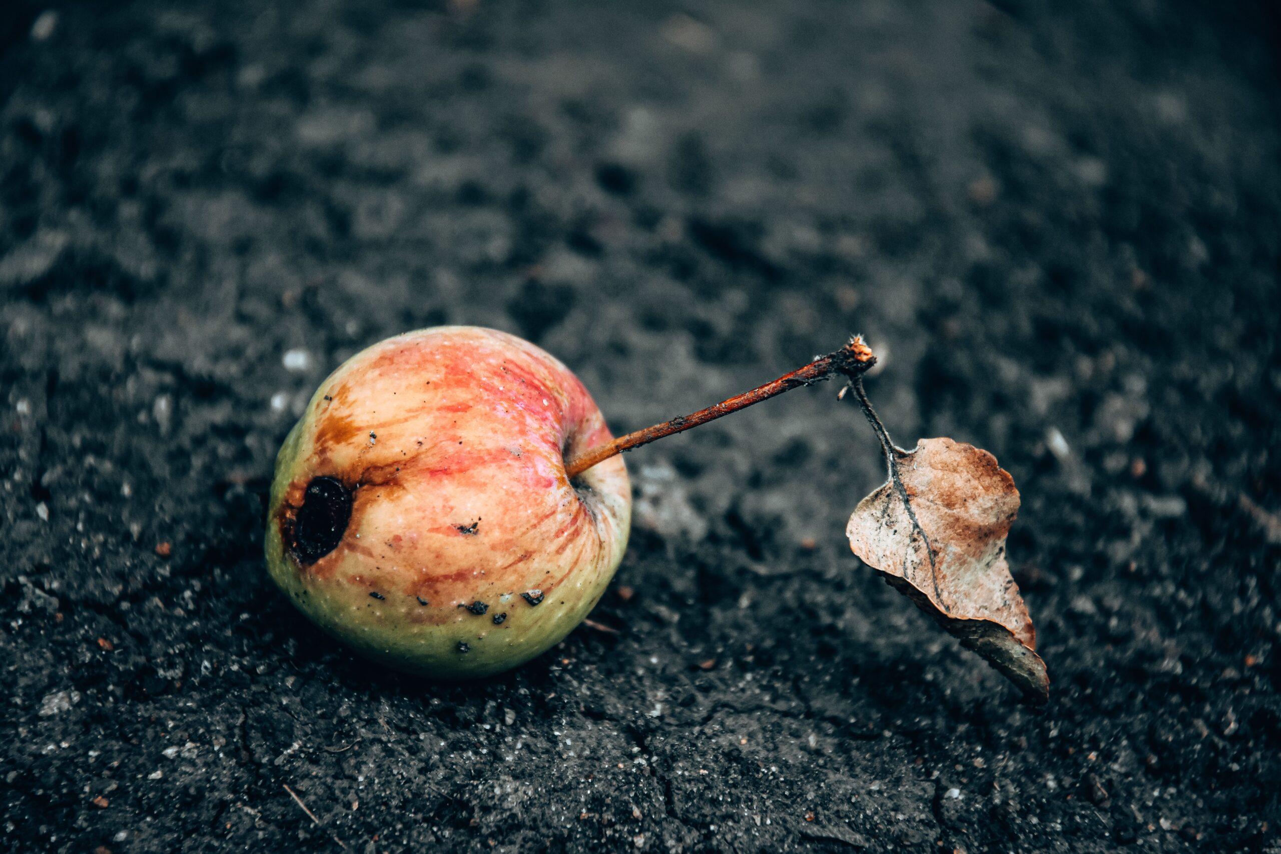 Le chancre noir du pommier : quand l’écorce tire la sonnette d’alarme