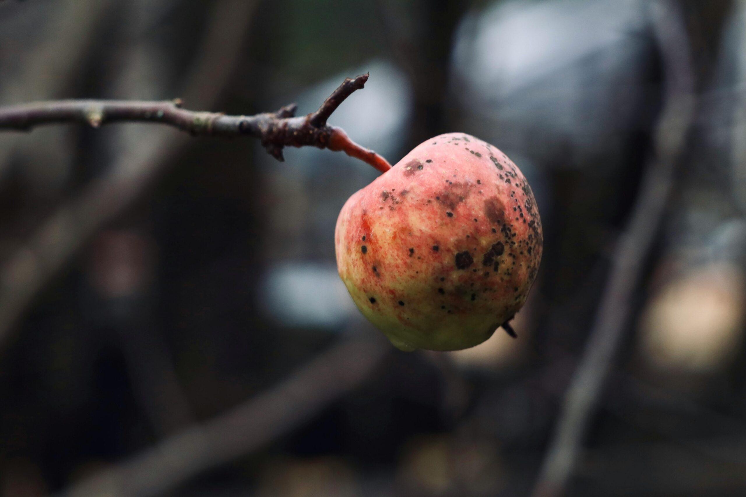 Des taches aux fruits momifiés : les signes qui ne trompent pas