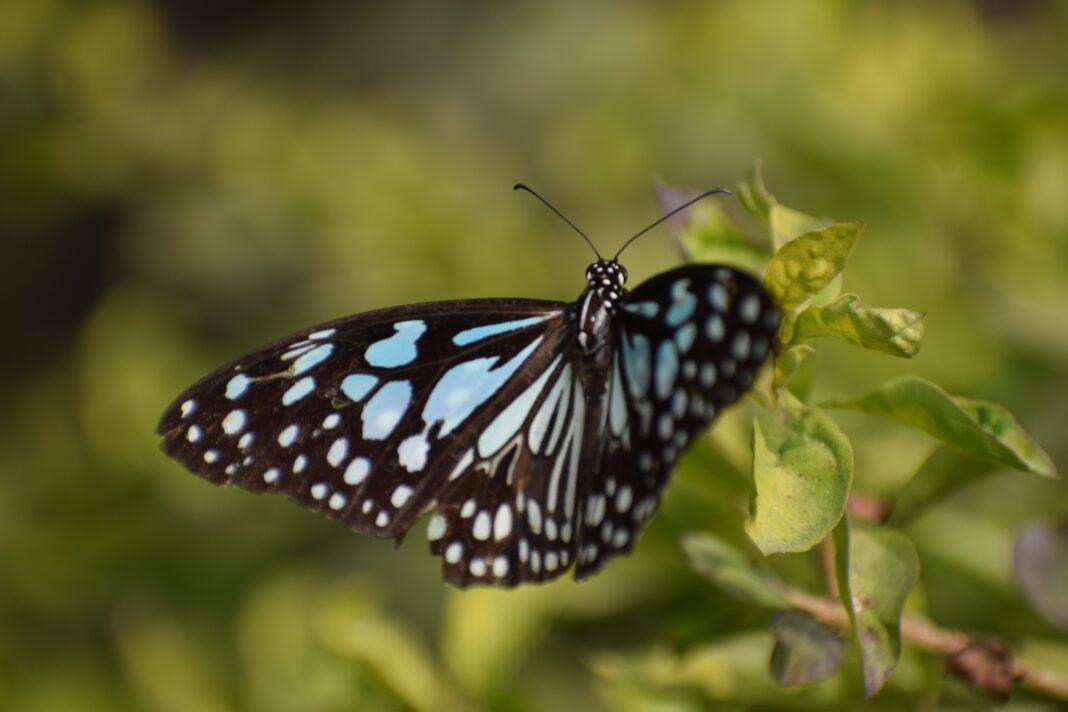 Detailed view of a Blue Tiger Butterfly resting on vibrant green foliage in natural setting.