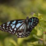 Menu Nouvel An 2022 Tigre dEau Bleue plats simples et idees Detailed view of a Blue Tiger Butterfly resting on vibrant green foliage in natural setting.