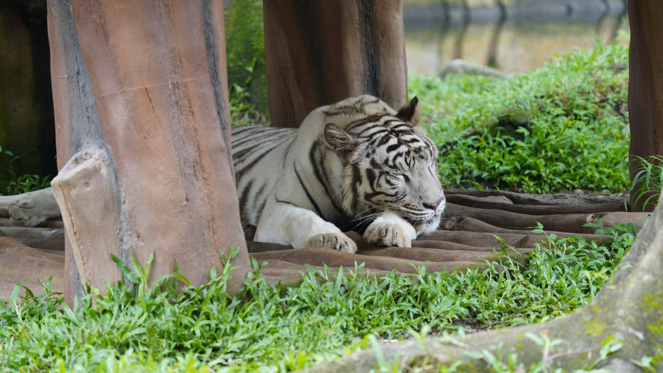 Le réveillon à la sauce tigre : menu de fête pour 2022, sans faux pas