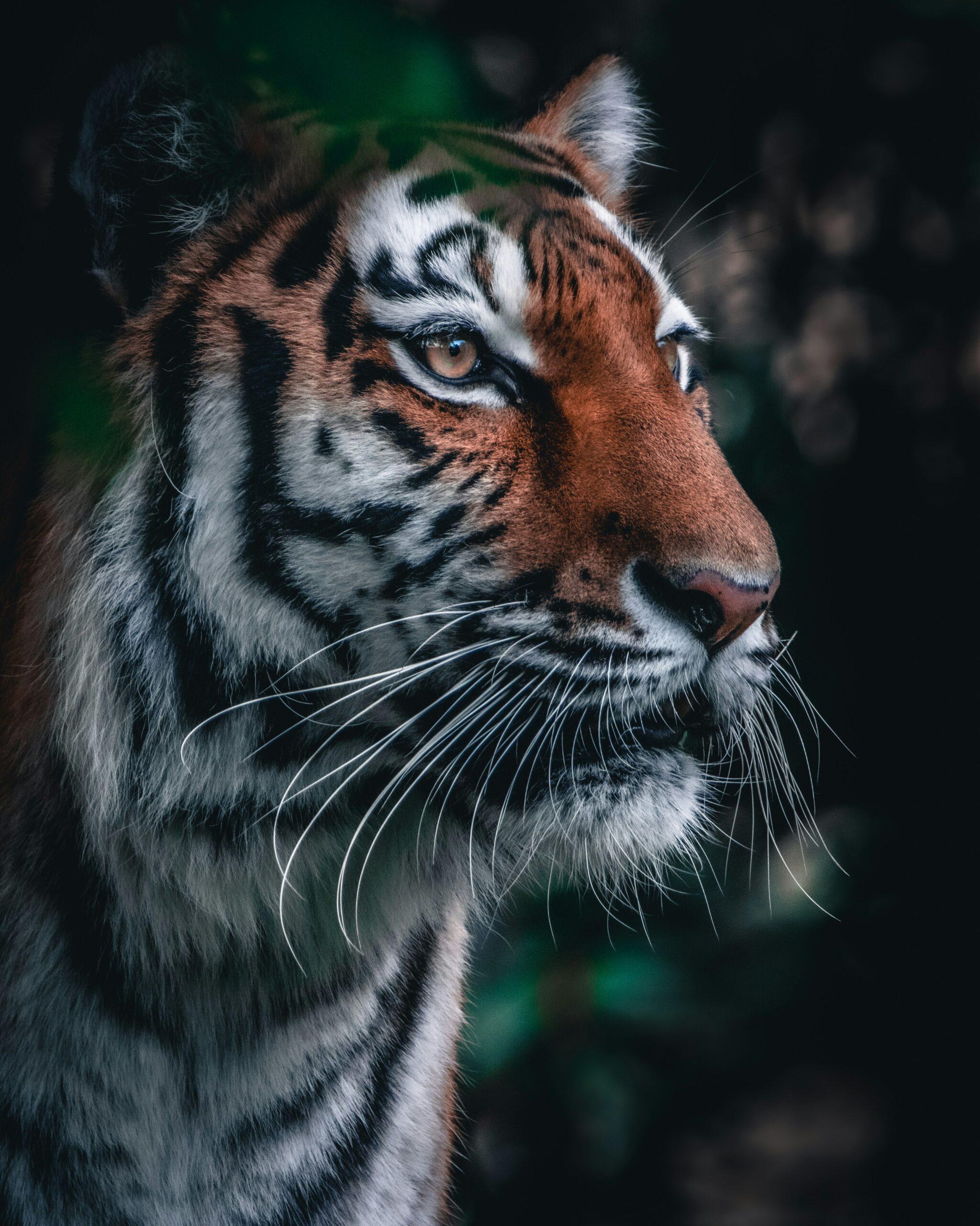 Ce que le tigre a dans l’œil… et dans l’assiette
