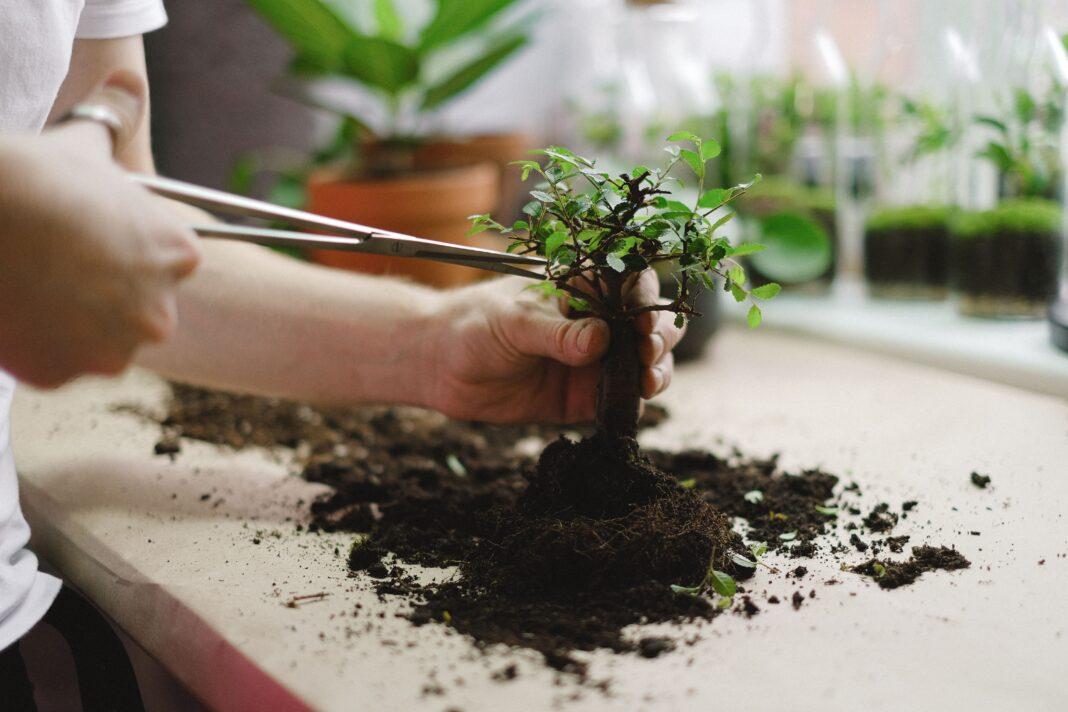 Close-up of hands transplanting a bonsai tree. Indoor gardening activity with soil and tools.