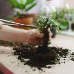 Ficus microcarpa bonsai entretien arrosage guide detaille 122 caractères max Close-up of hands transplanting a bonsai tree. Indoor gardening activity with soil and tools.