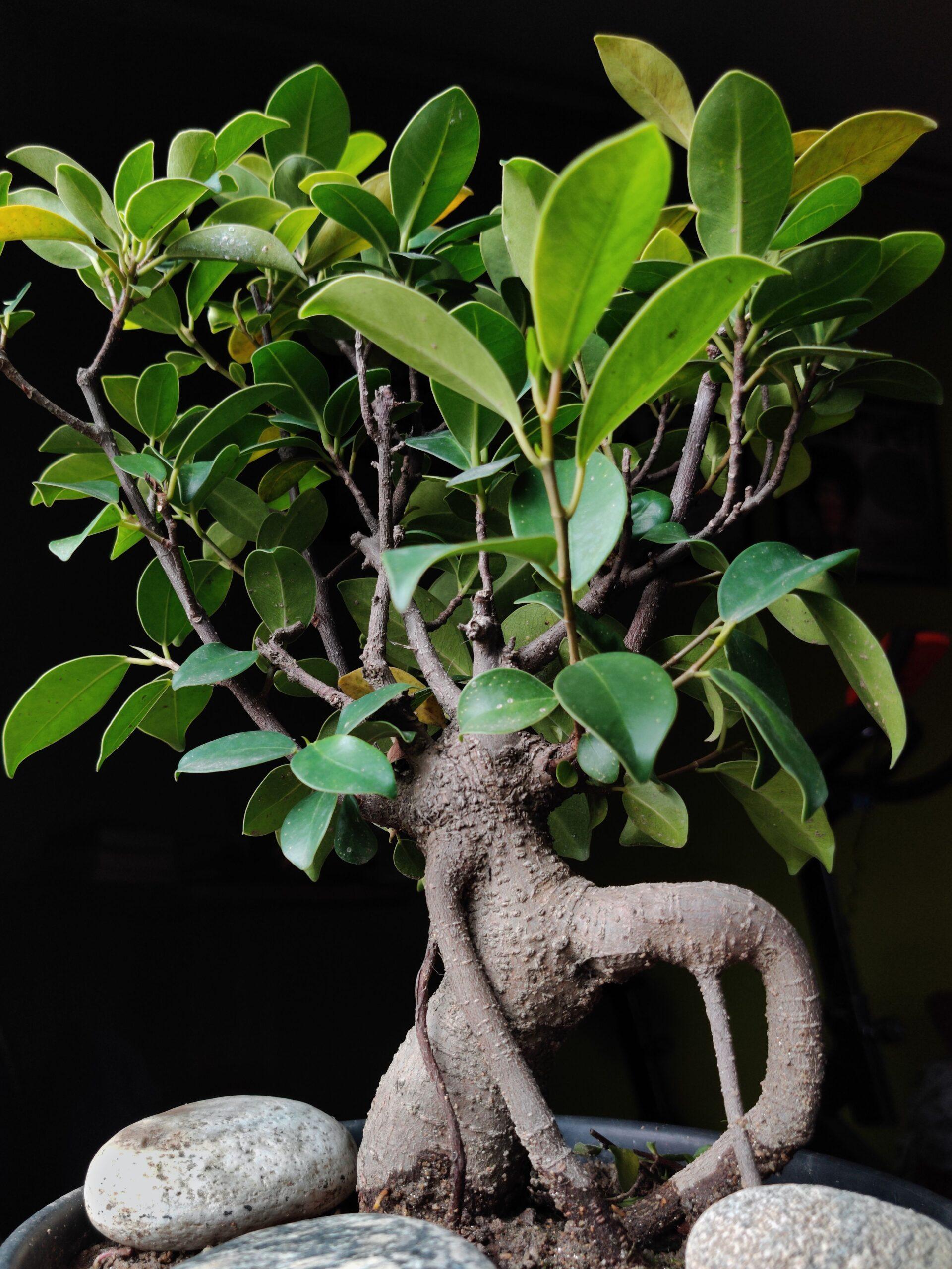 Acheter un ficus, et après ? Pas de déménagement tous les deux jours