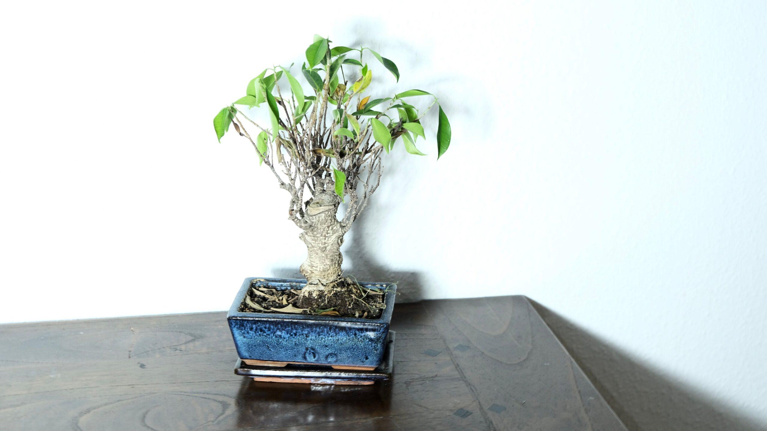 Un ficus microcarpa qui joue les vedettes