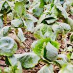 Close-up of lush green cabbage plants growing in an agricultural field.
