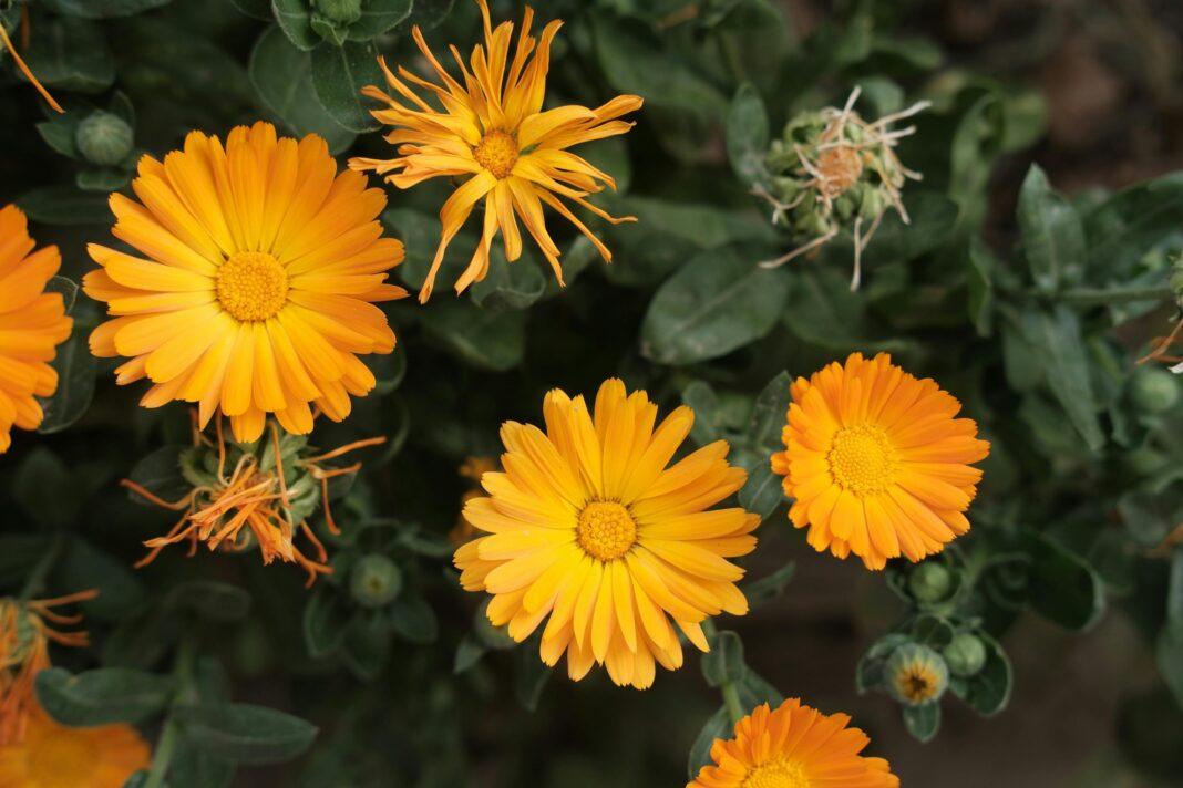 Vibrant orange marigolds captured from above, showcasing their bright petals and natural beauty.