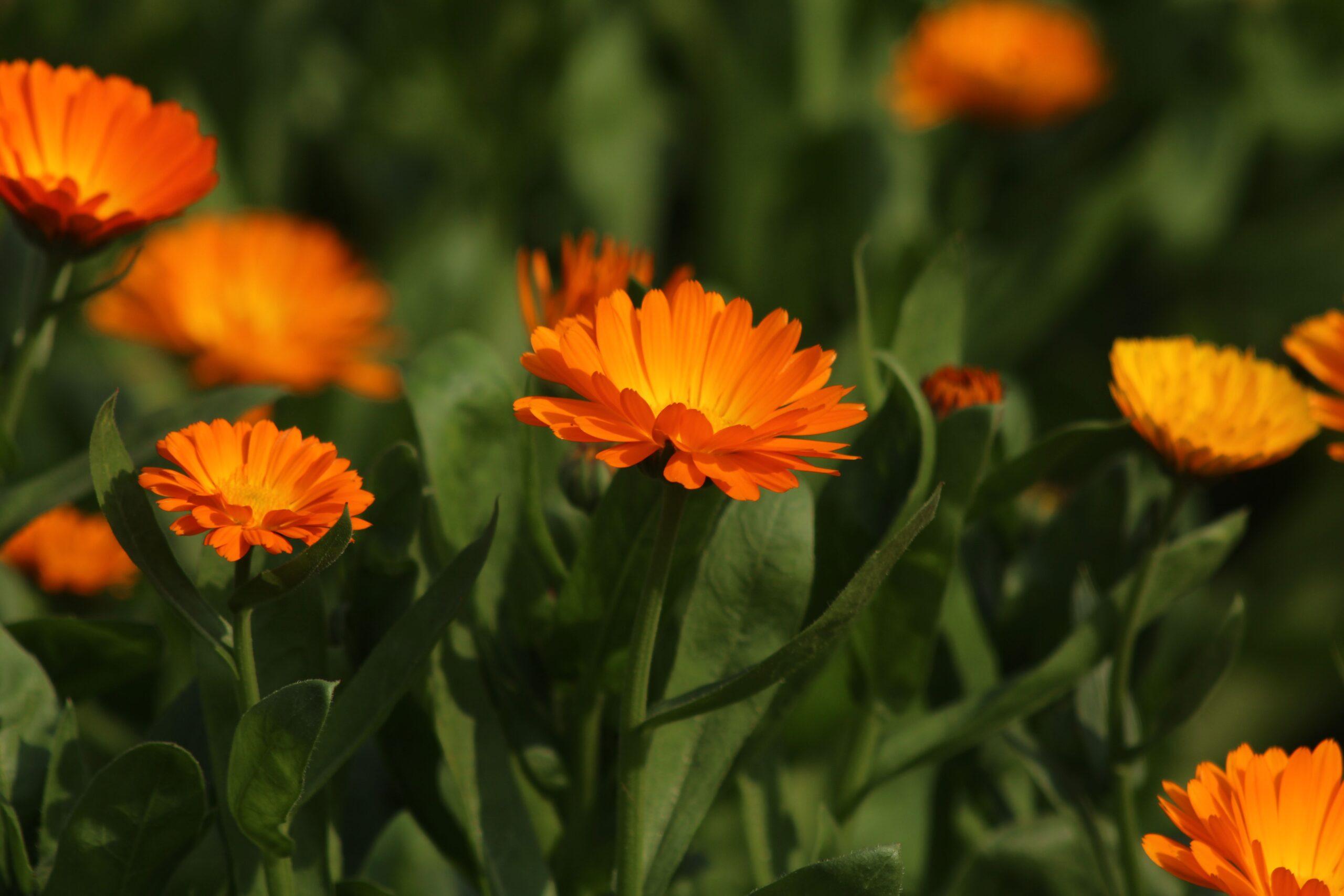 Soucis, œillets d’Inde et fleurs de velours : du soleil en pleine terre, sans chichi