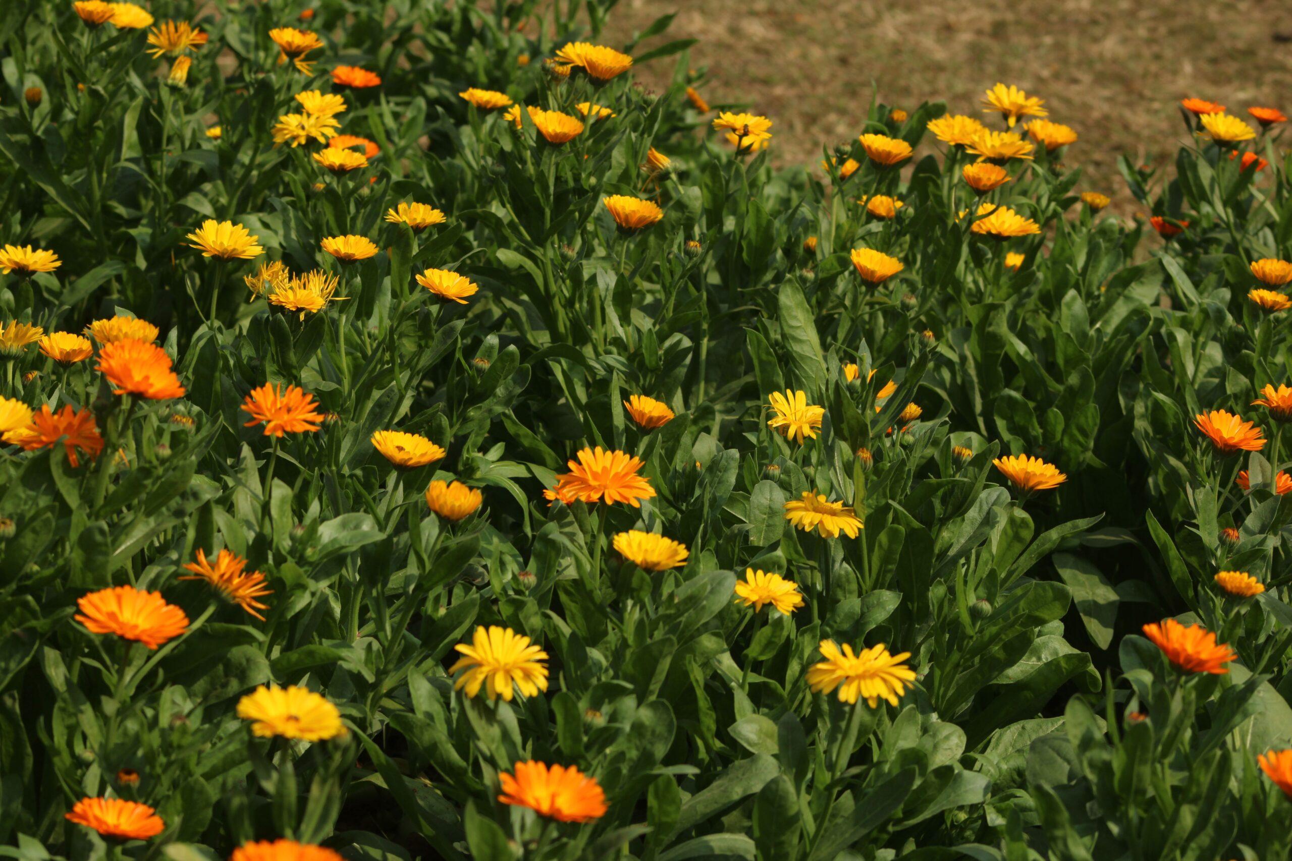 Variétés en habits de fête