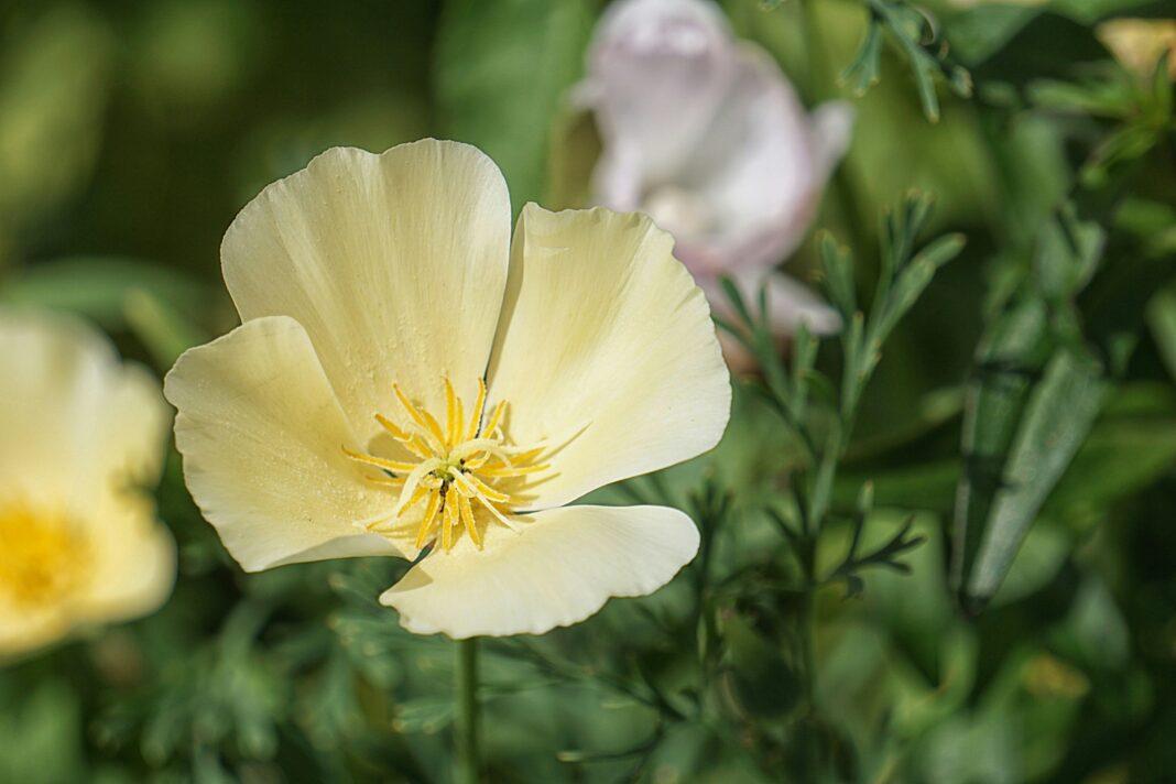 Macro shot of a pale yellow California poppy (Eschscholzia californica) against green foliage.