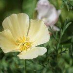 Eschscholzia Pavot de Californie floraison longue et culture facile Macro shot of a pale yellow California poppy (Eschscholzia californica) against green foliage.