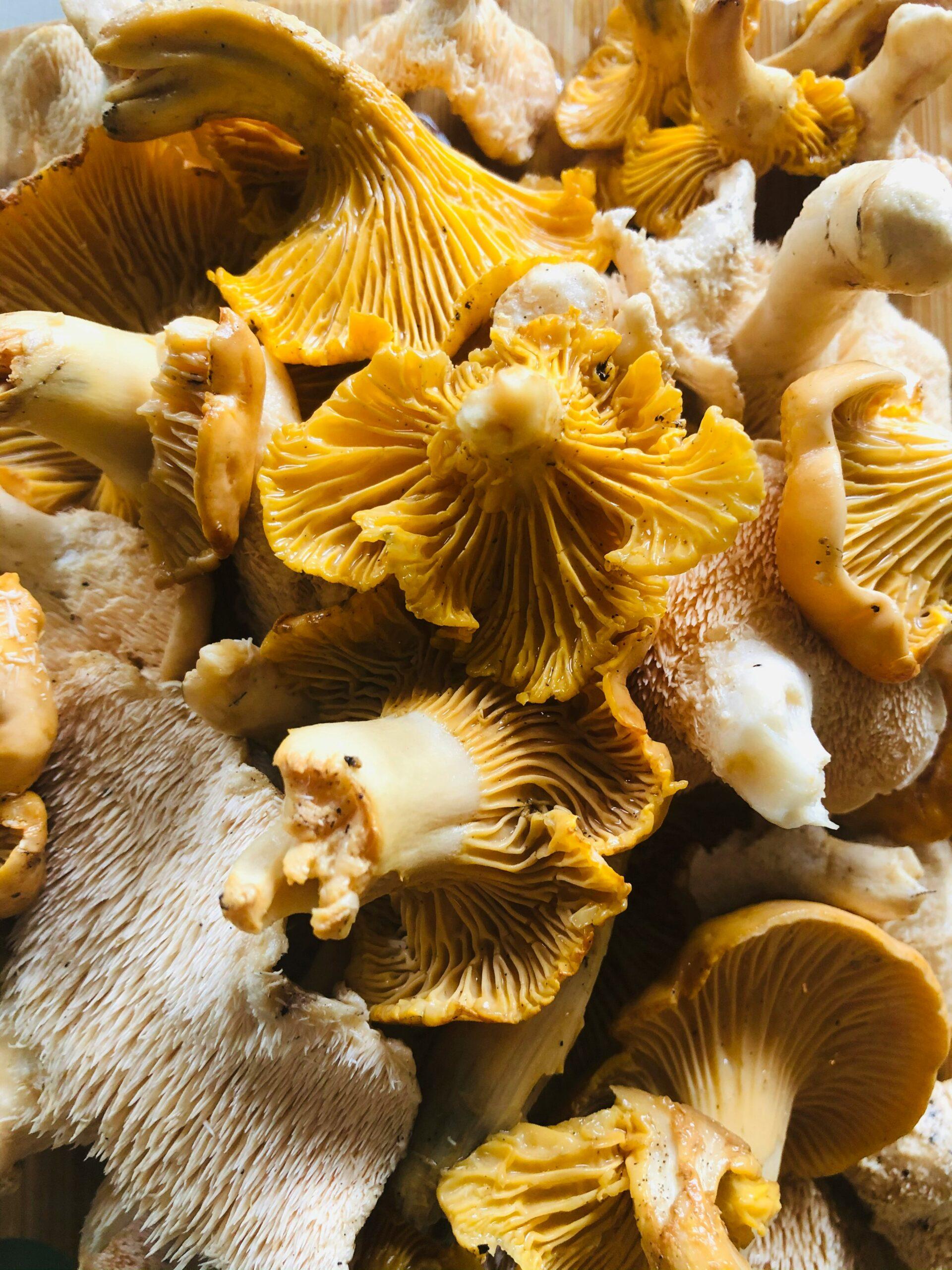 Girolles : le champignon malin qui surgit en une nuit