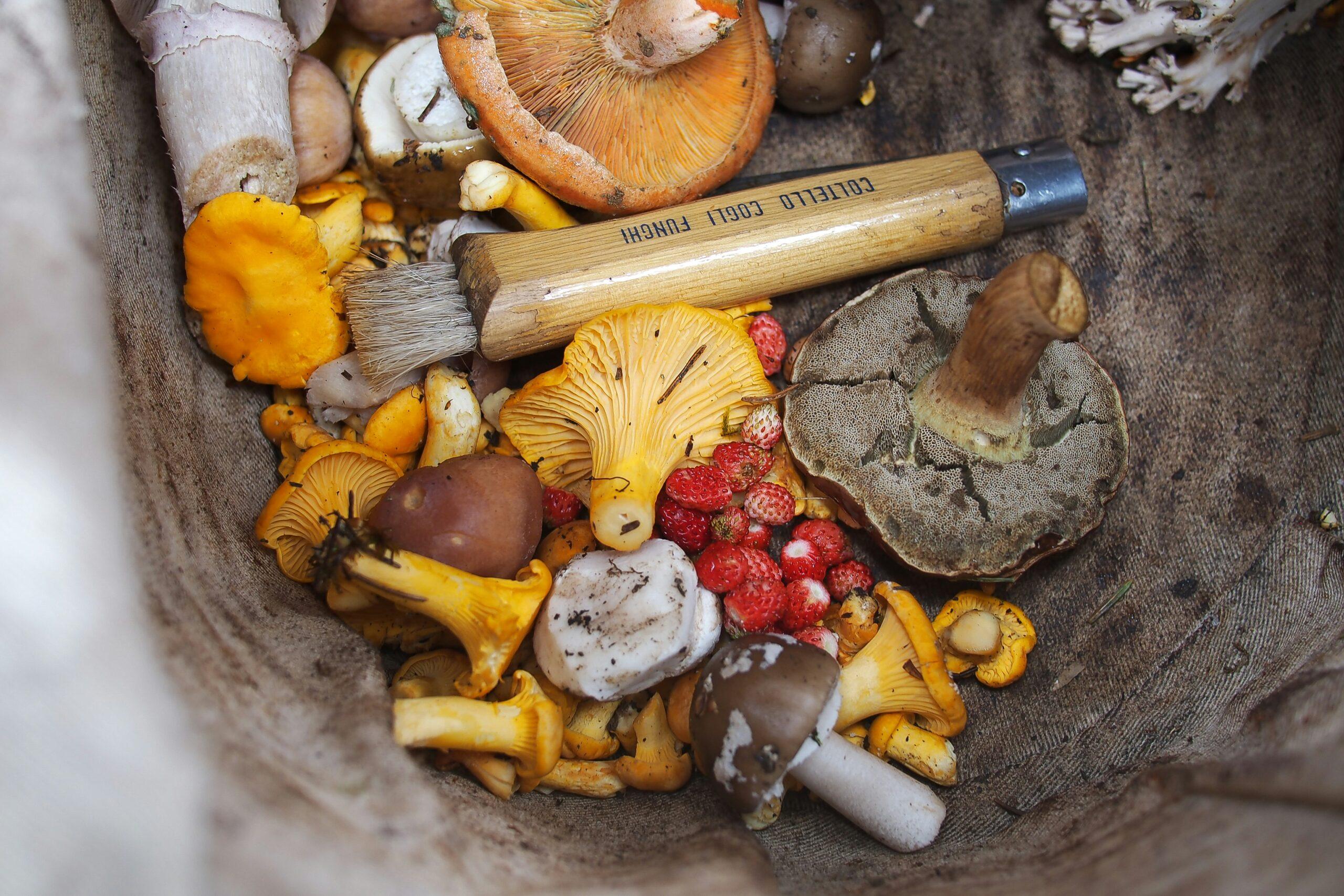 Pourquoi les girolles portent-elles ce nom ?