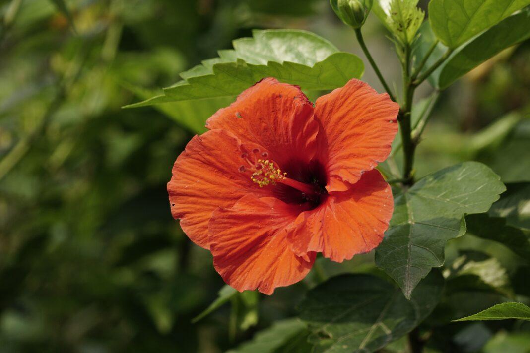 Close-up of a red Chinese hibiscus flower surrounded by lush green leaves in a garden.