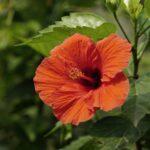 Erreurs de culture Hibiscus chinois principales maladies parasites et prevenions Close-up of a red Chinese hibiscus flower surrounded by lush green leaves in a garden.