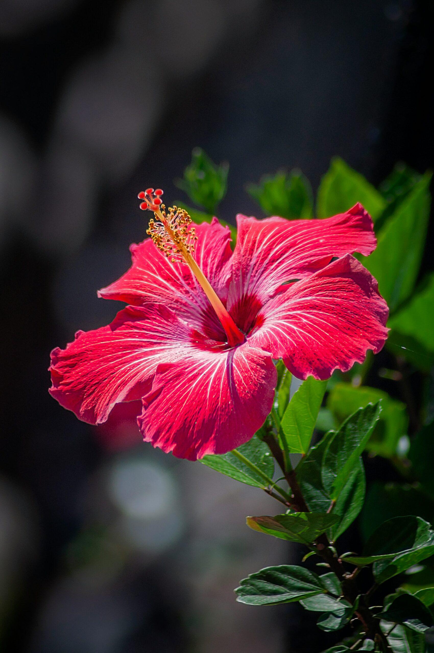 Rose de Chine, l’hibiscus qui pardonne… mais pas tout