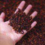 Semis de clou de girofle Chabot calendrier et conseils de culture A close-up of a hand holding dried cloves at a market in Malang, Indonesia.