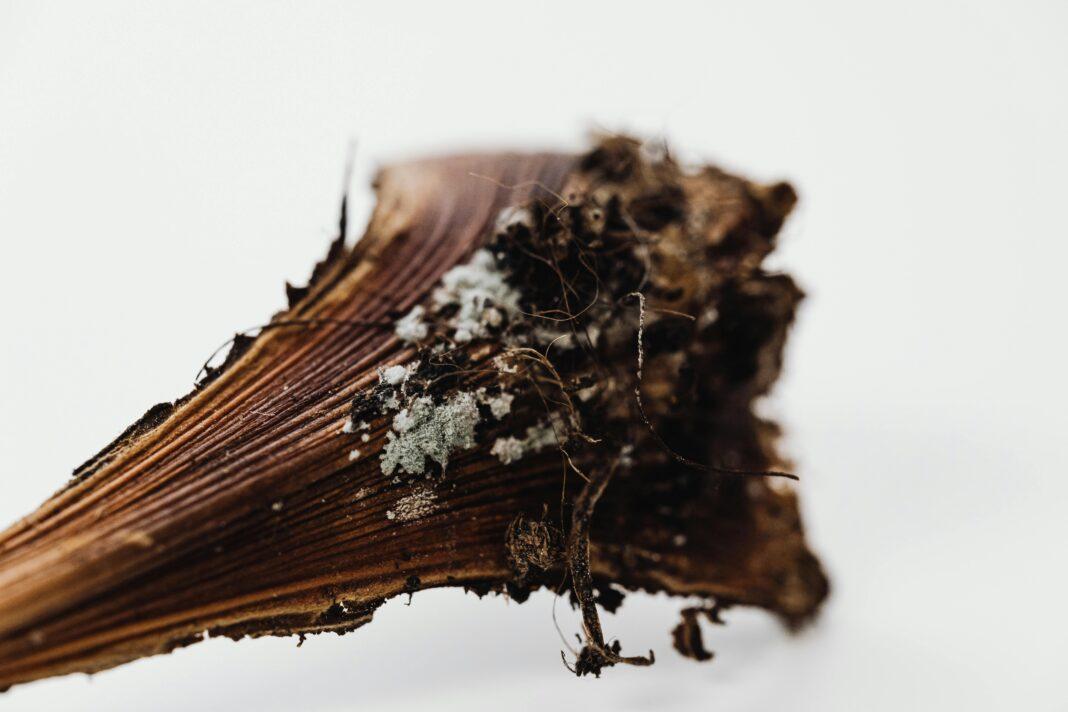 Extreme close-up of fungi on decomposing plant material with selective focus.