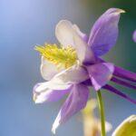 Aquilegia panachee fleur exquise plantation entretien semis conseils A vibrant purple columbine flower in full bloom, capturing the essence of spring.