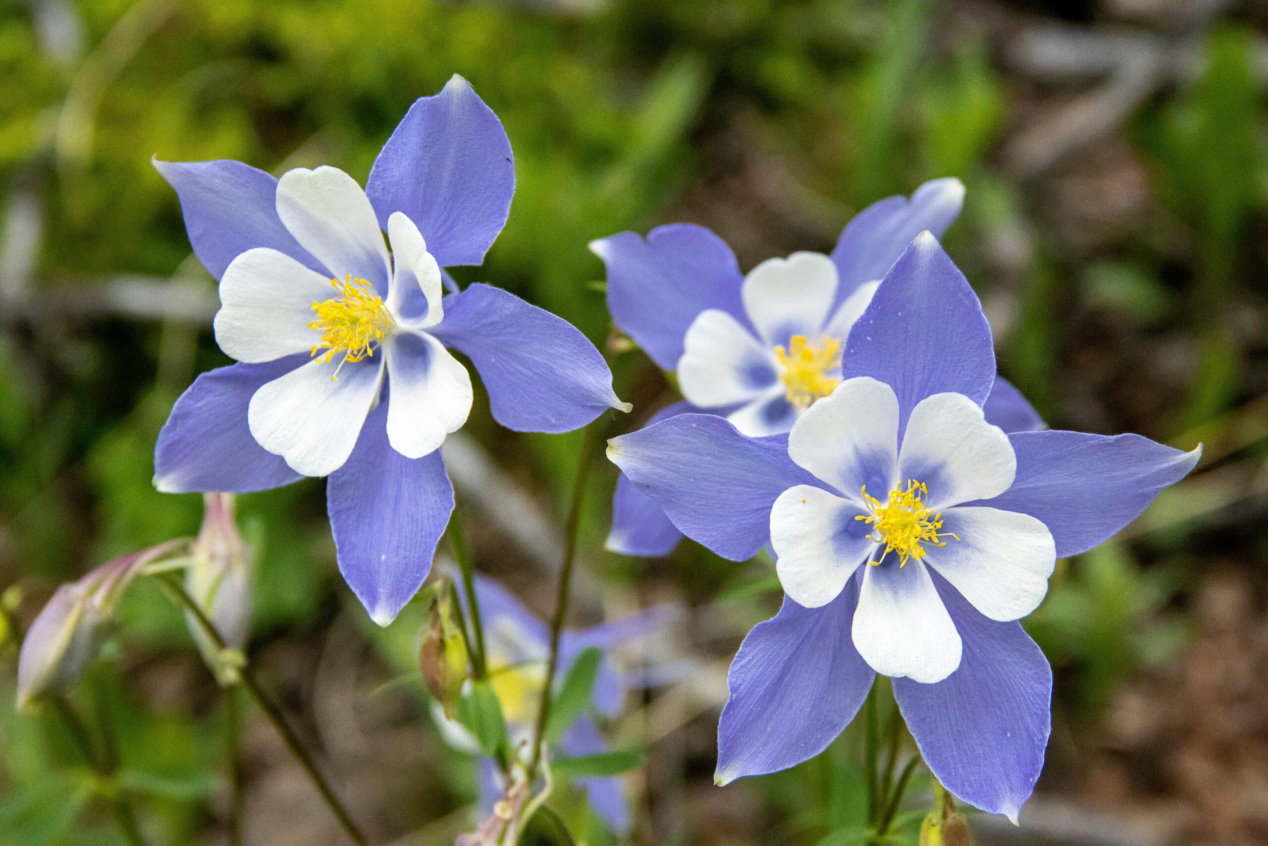 Aquilegia : la fleur qui fait le spectacle au jardin,même sans tricher
