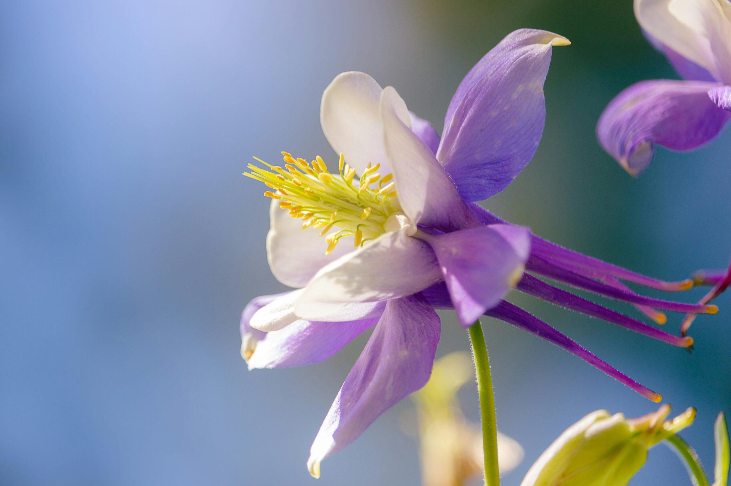 A vibrant purple columbine flower in full bloom, capturing the essence of spring.